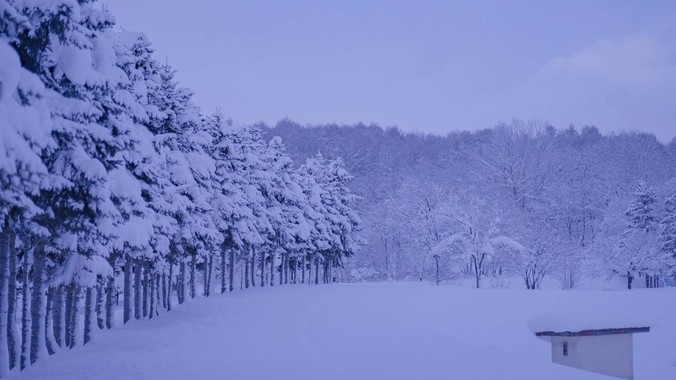 冬日雪景4K壁纸,冰蓝调积雪云杉与雾凇森林,适配电脑手机壁纸