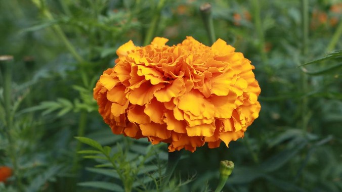 橄榄金色调的盛开花朵壁纸,清晰花瓣脉络与晨露反光,背景含AI生成的虚化蕨类植物