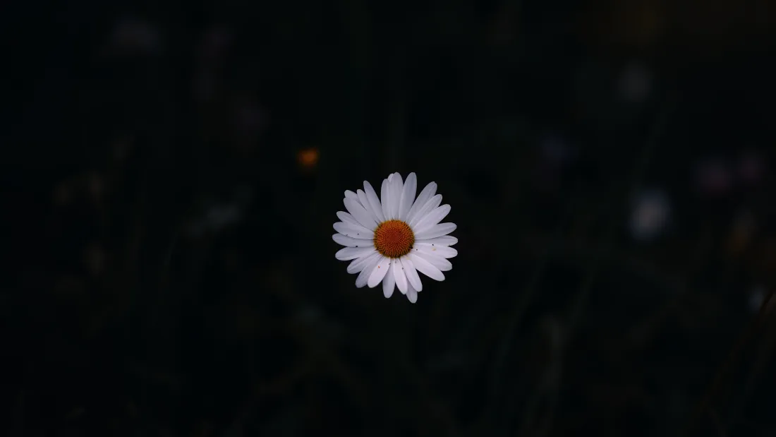 纯黑背景中央盛放的白雏菊,花瓣透光裂缝与墨夜形成强烈对比的哲思画面
